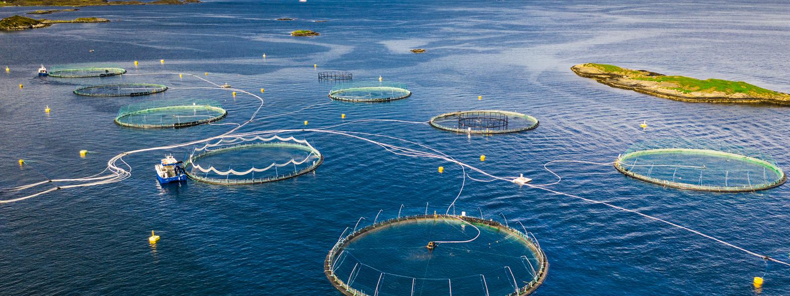 Optimar Aquaculture fish farming 