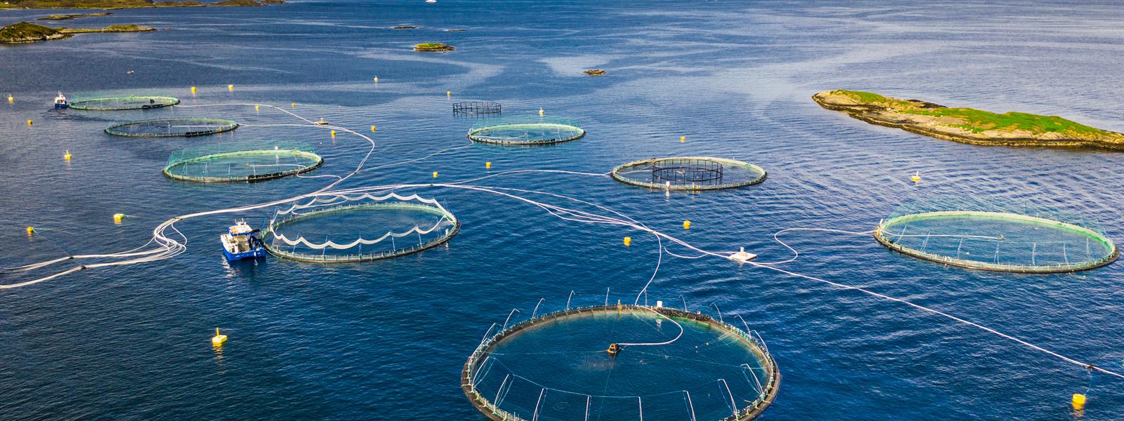 Optimar Aquaculture fish farming Optimar Aquaculture fish farming