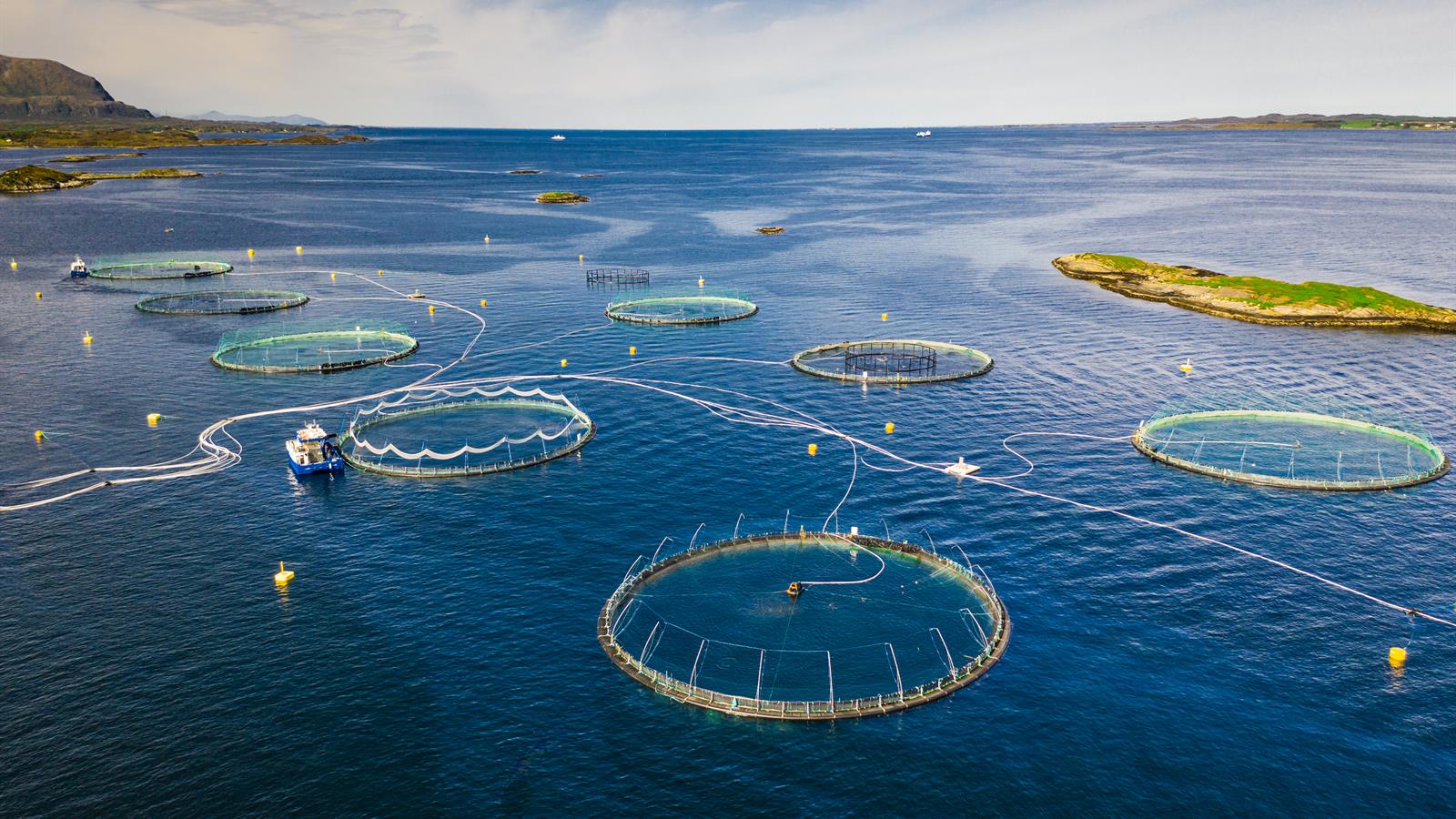 Optimar Aquaculture fish farming 