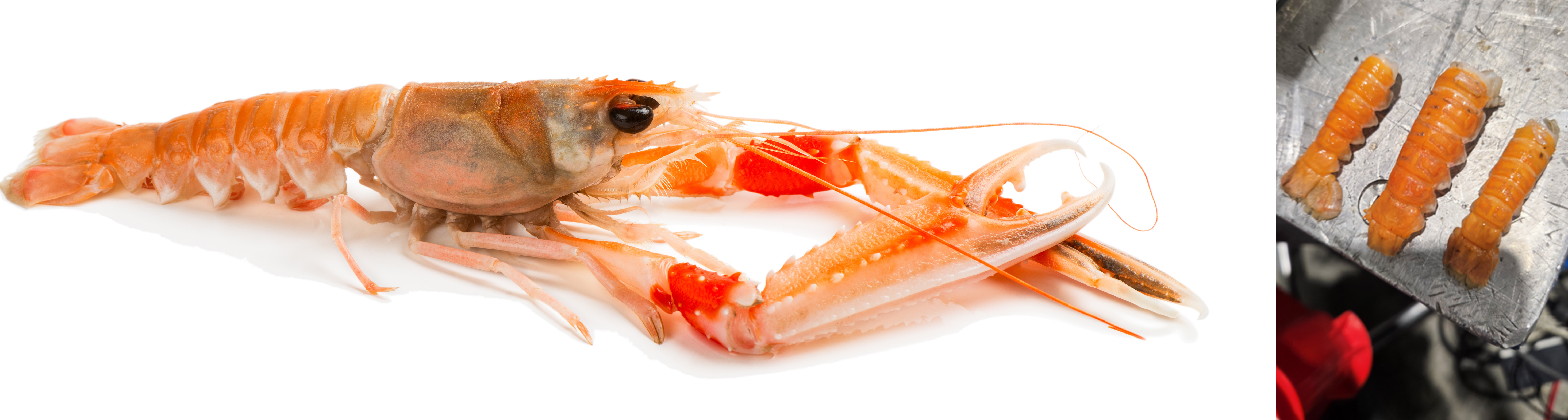 Nephrops