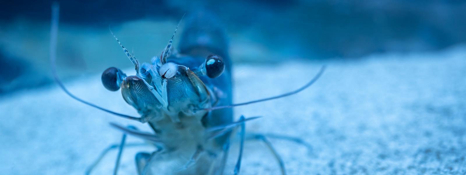 Optimar shrimp stunner